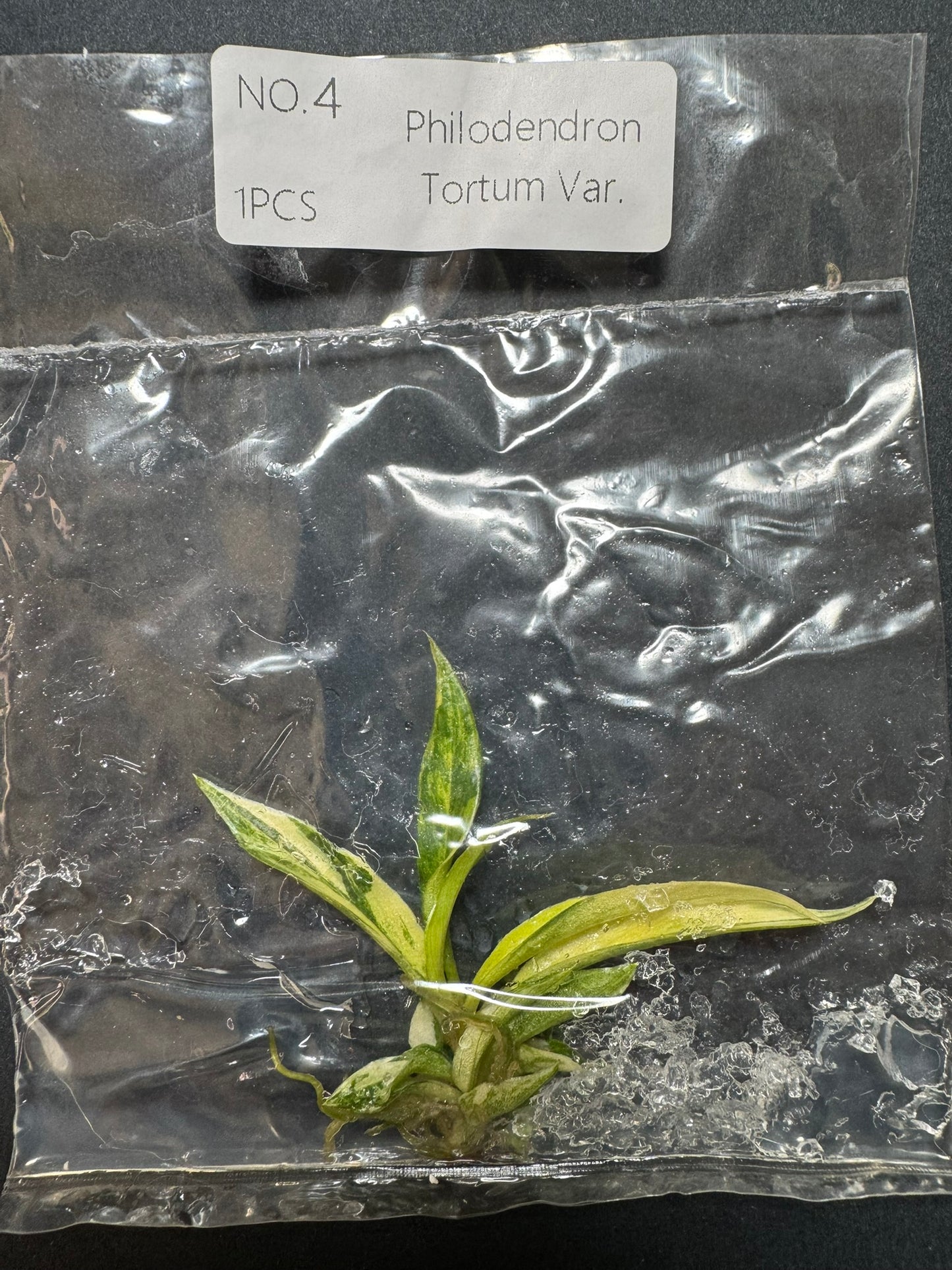 Philodendron Tortum Variegata (im Beutel) FoxerasPlants