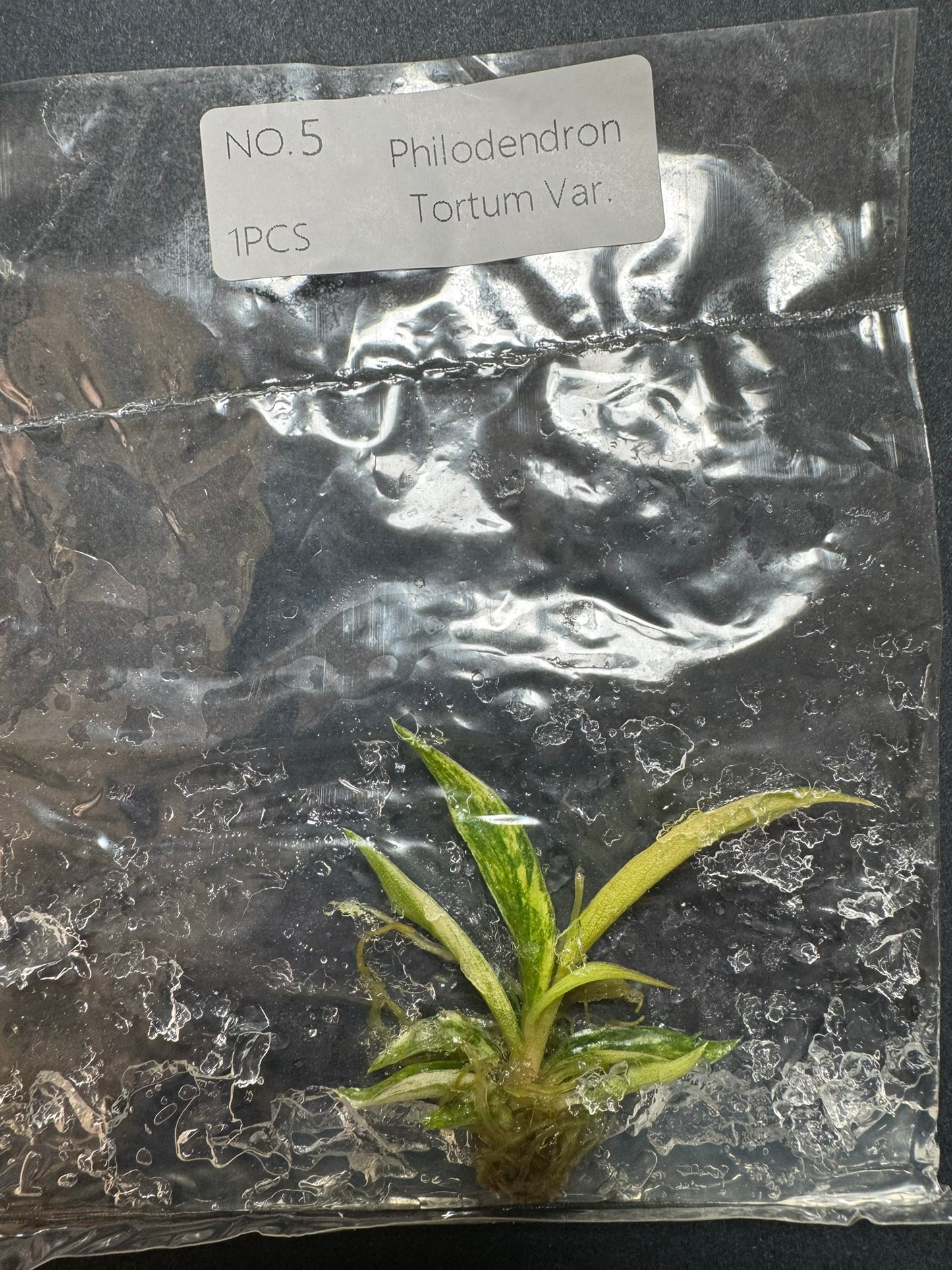 Philodendron Tortum Variegata (im Beutel) FoxerasPlants