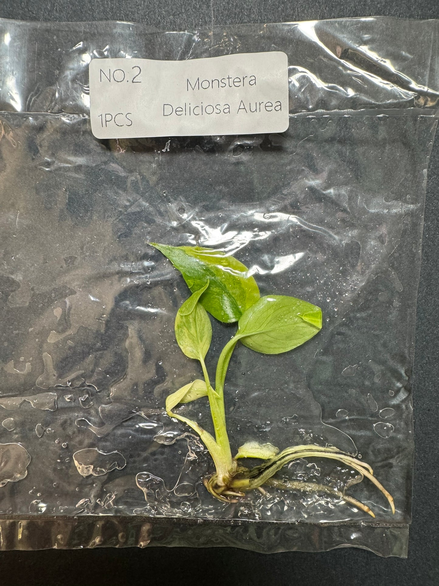 Monstera Aurea (im Beutel) FoxerasPlants