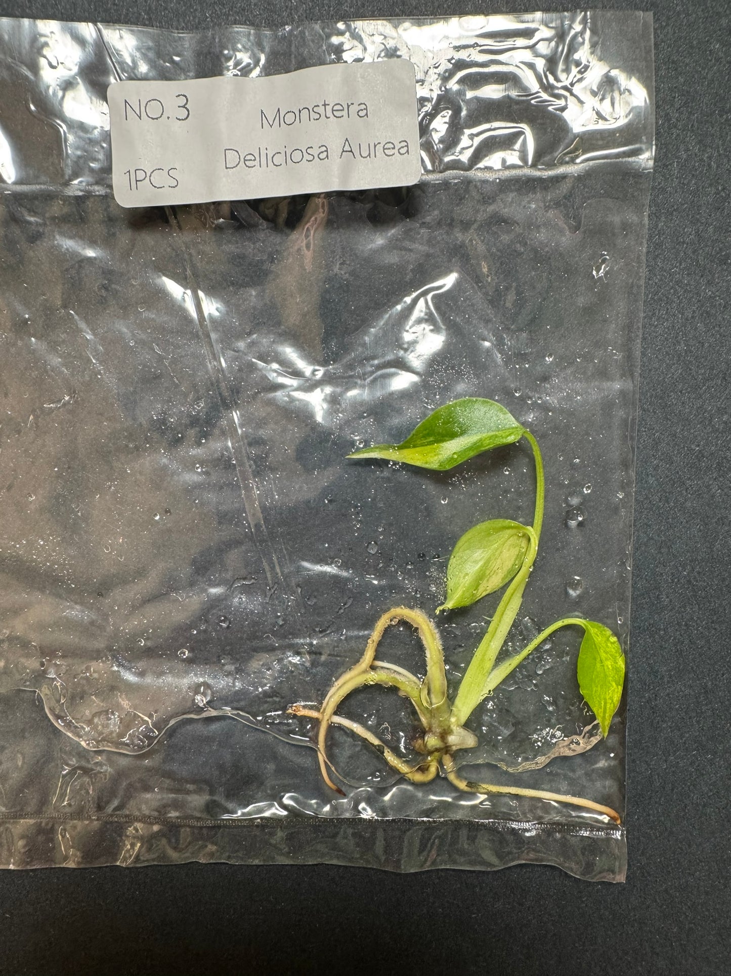 Monstera Aurea (im Beutel) FoxerasPlants