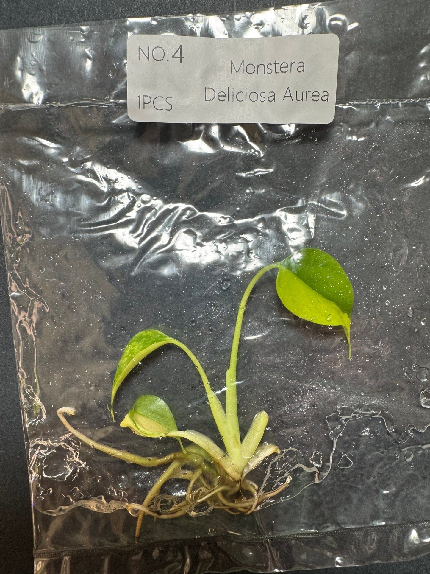 Monstera Aurea (im Beutel) FoxerasPlants