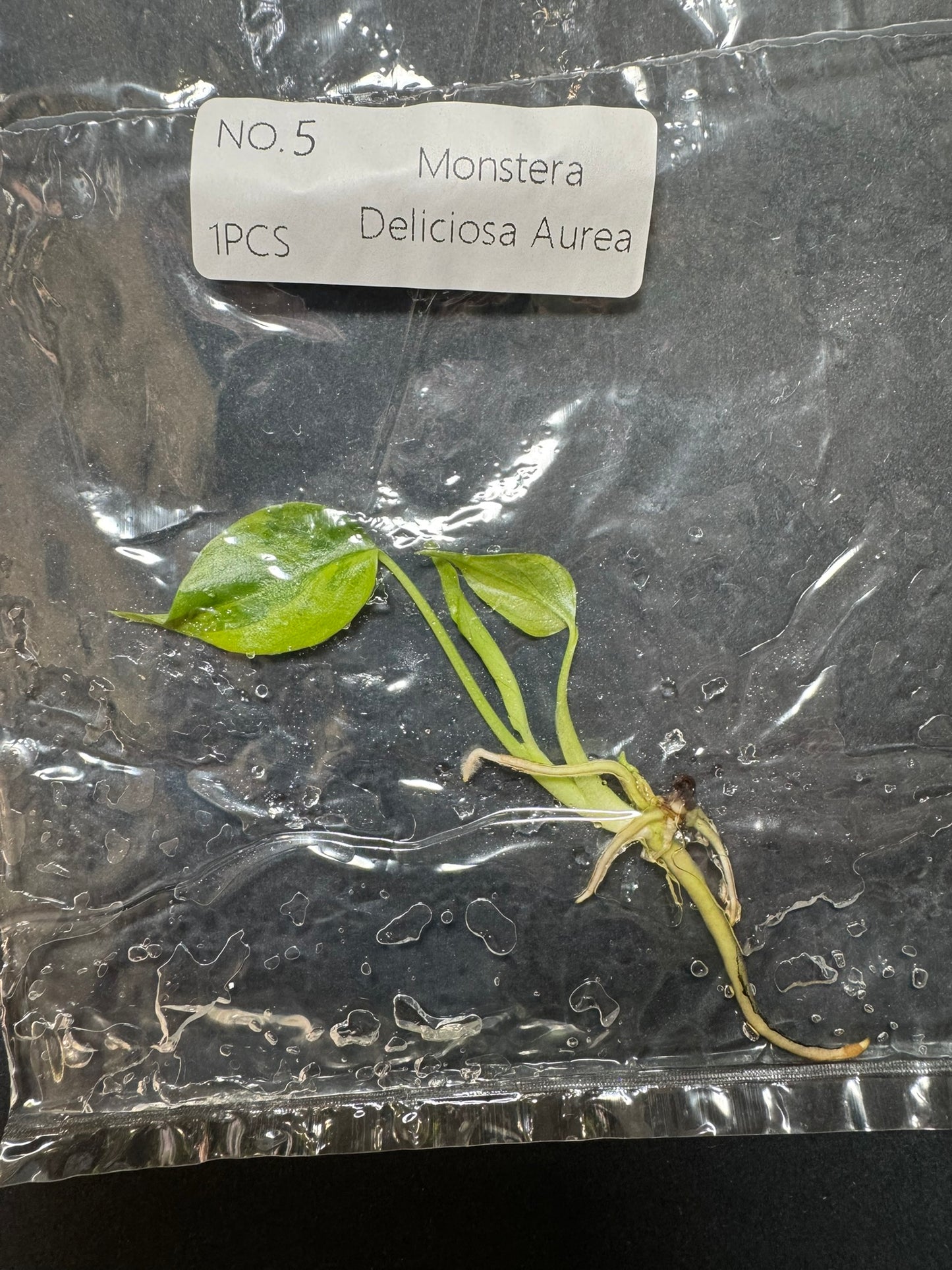 Monstera Aurea (im Beutel) FoxerasPlants