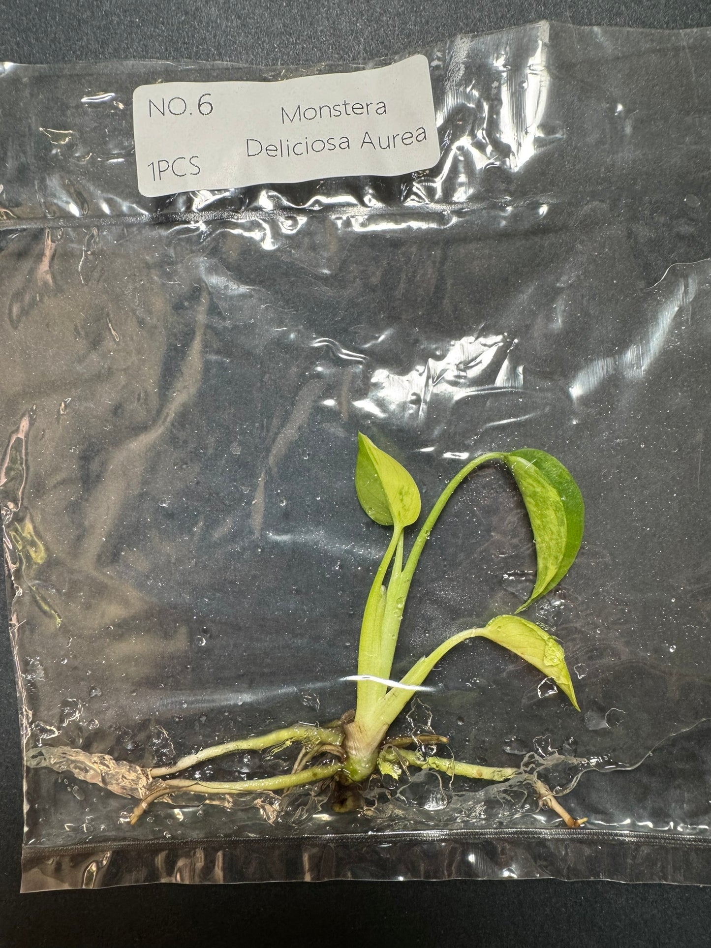 Monstera Aurea (im Beutel) FoxerasPlants