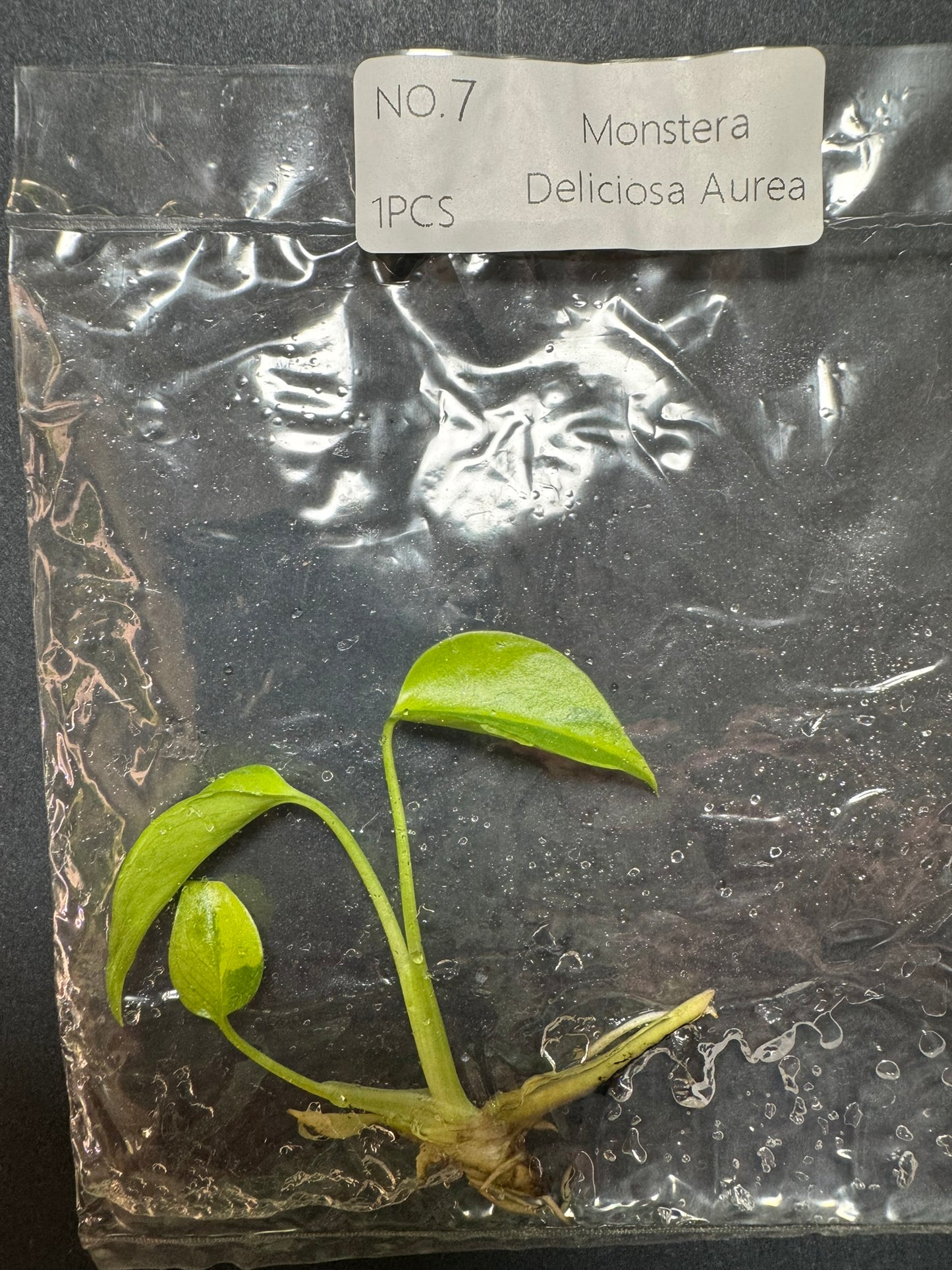 Monstera Aurea (im Beutel) FoxerasPlants