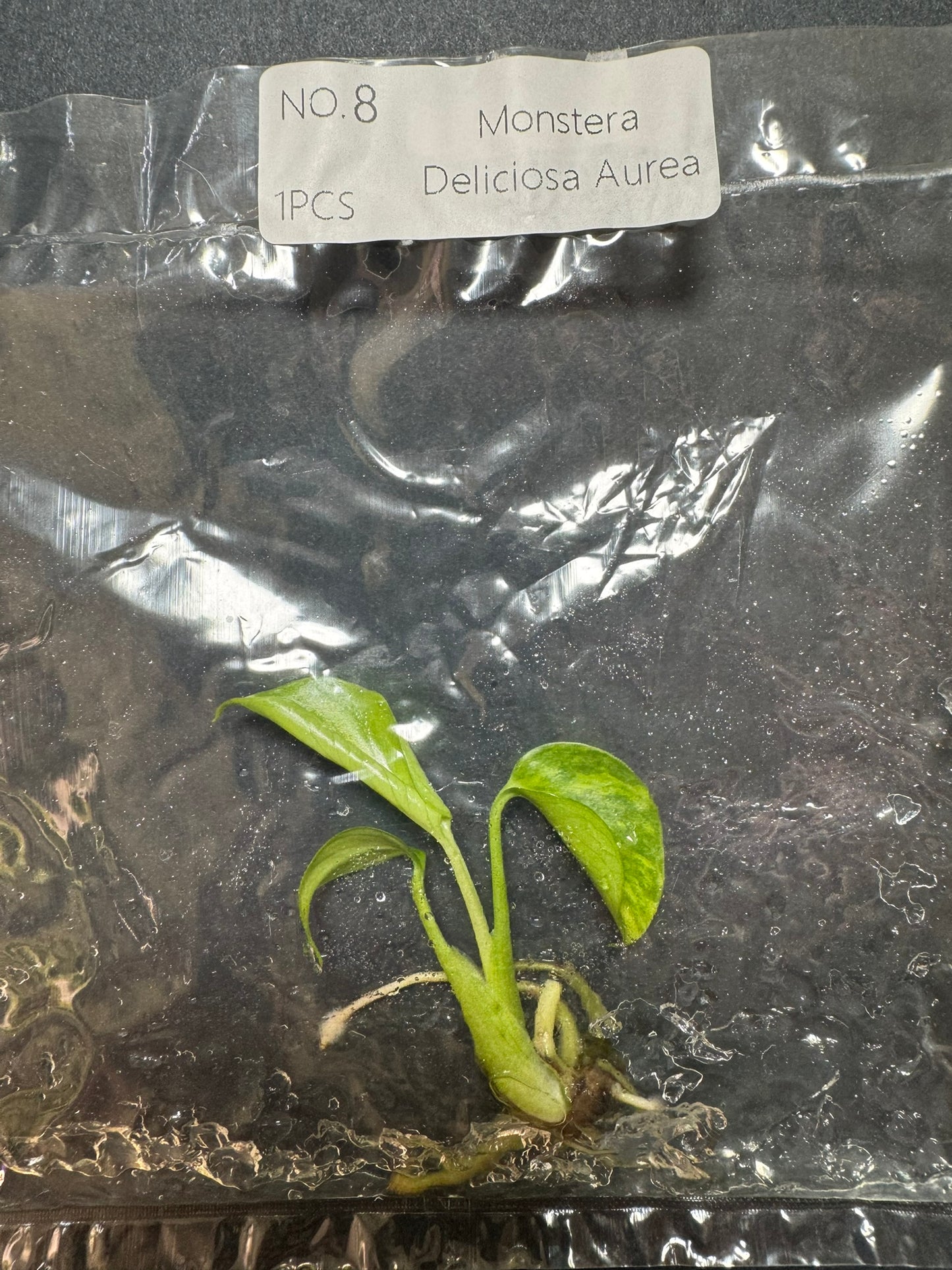 Monstera Aurea (im Beutel) FoxerasPlants