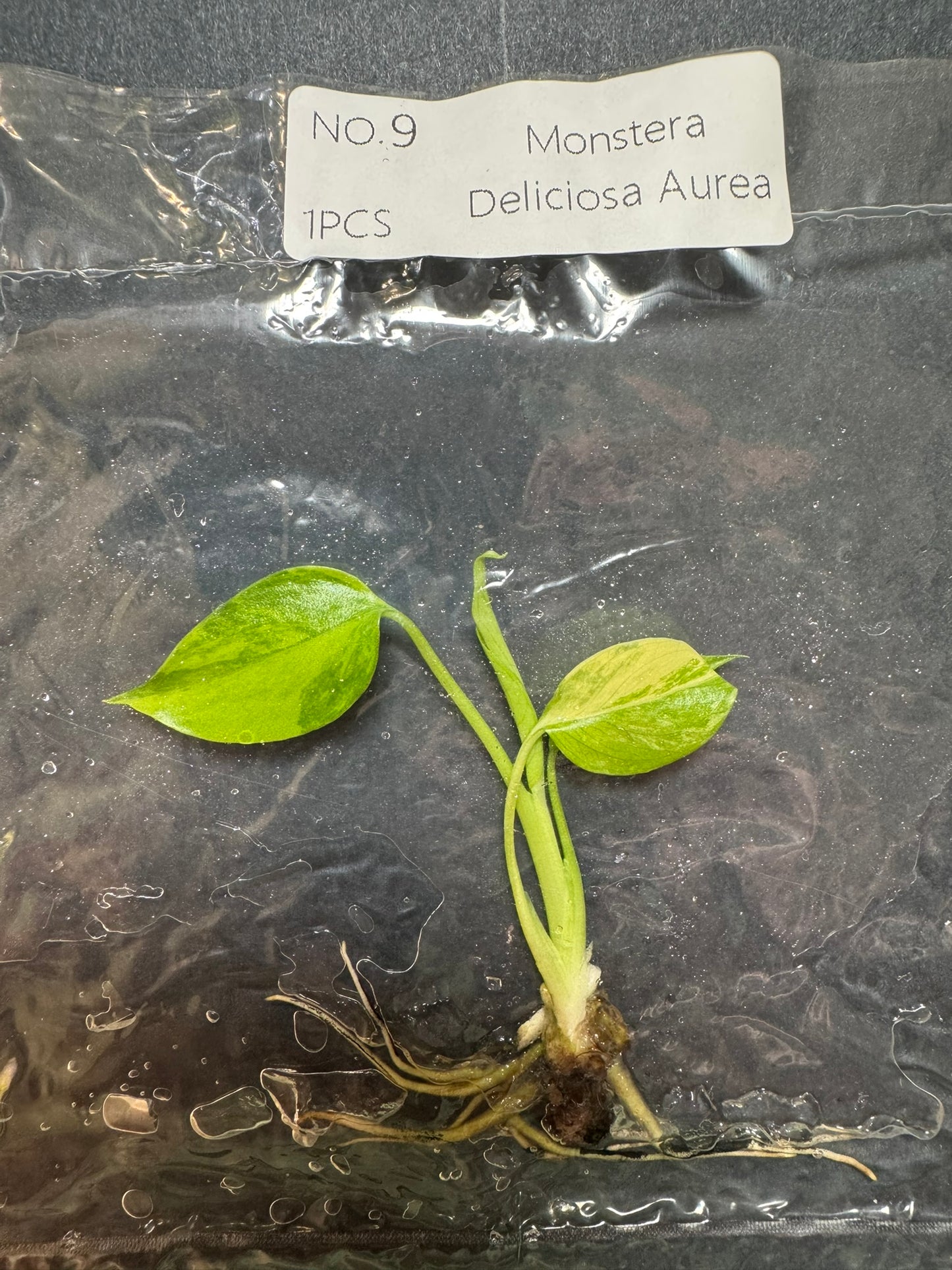 Monstera Aurea (im Beutel) FoxerasPlants