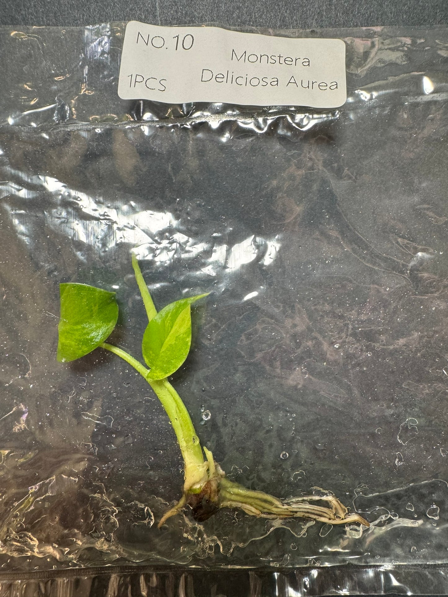 Monstera Aurea (im Beutel) FoxerasPlants