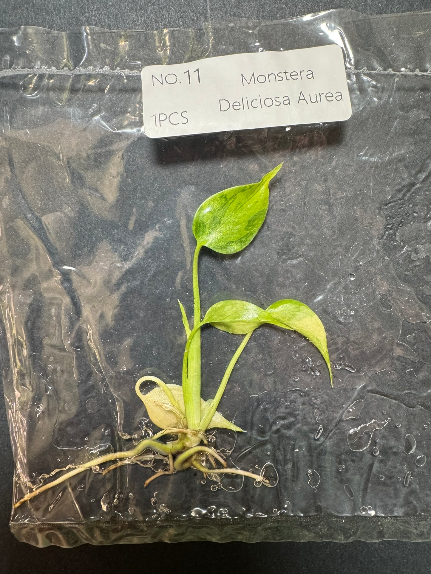 Monstera Aurea (im Beutel) FoxerasPlants