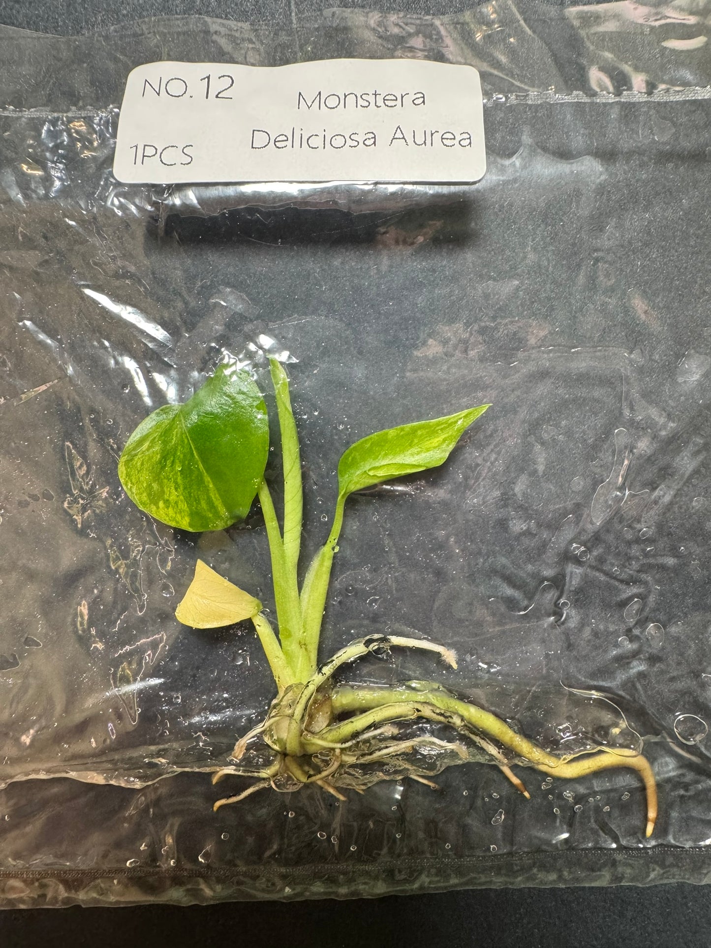 Monstera Aurea (im Beutel) FoxerasPlants