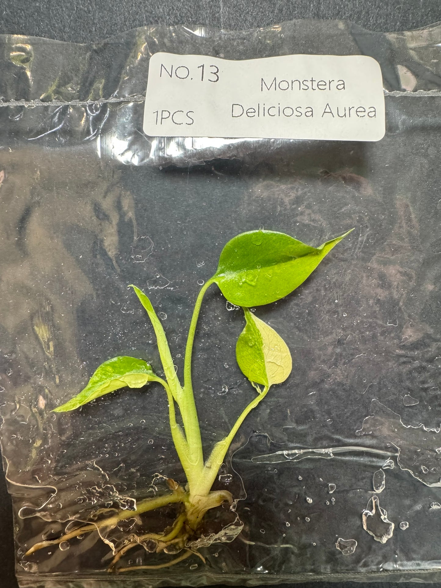 Monstera Aurea (im Beutel) FoxerasPlants