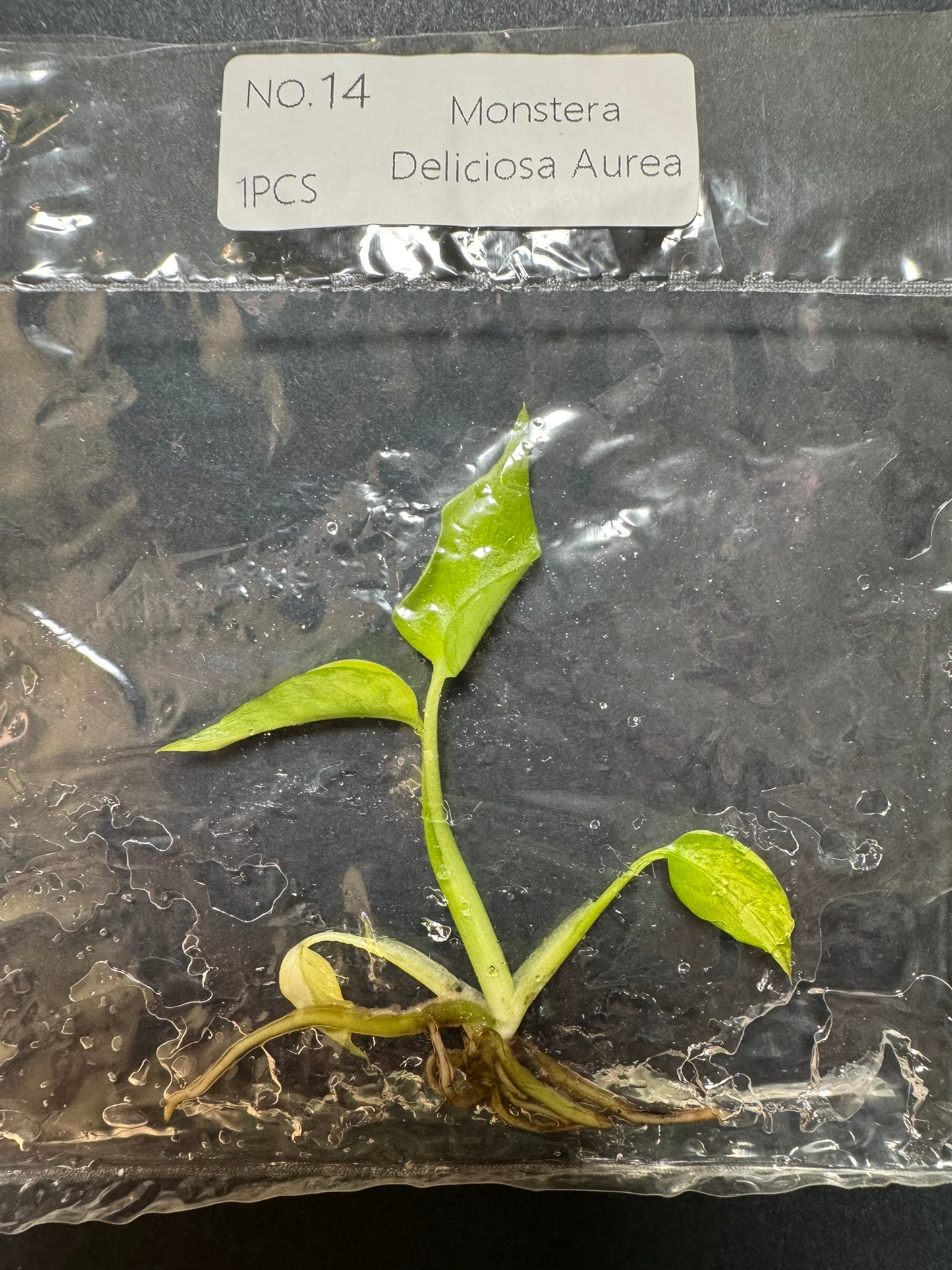 Monstera Aurea (im Beutel) FoxerasPlants