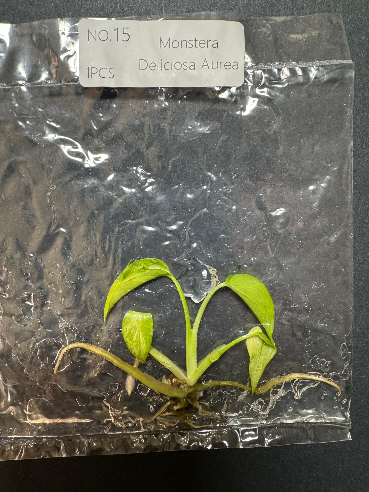 Monstera Aurea (im Beutel) FoxerasPlants
