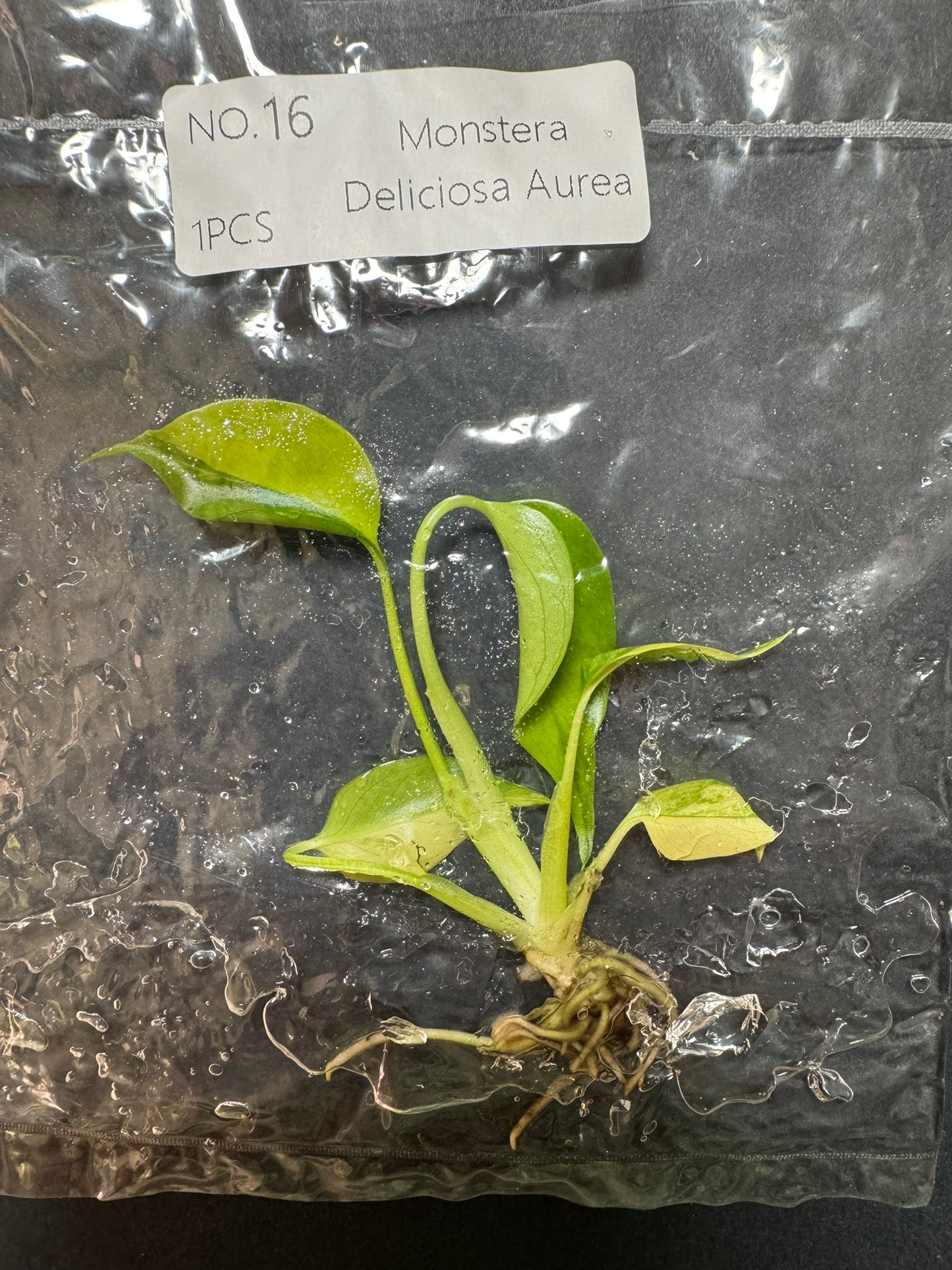 Monstera Aurea (im Beutel) FoxerasPlants