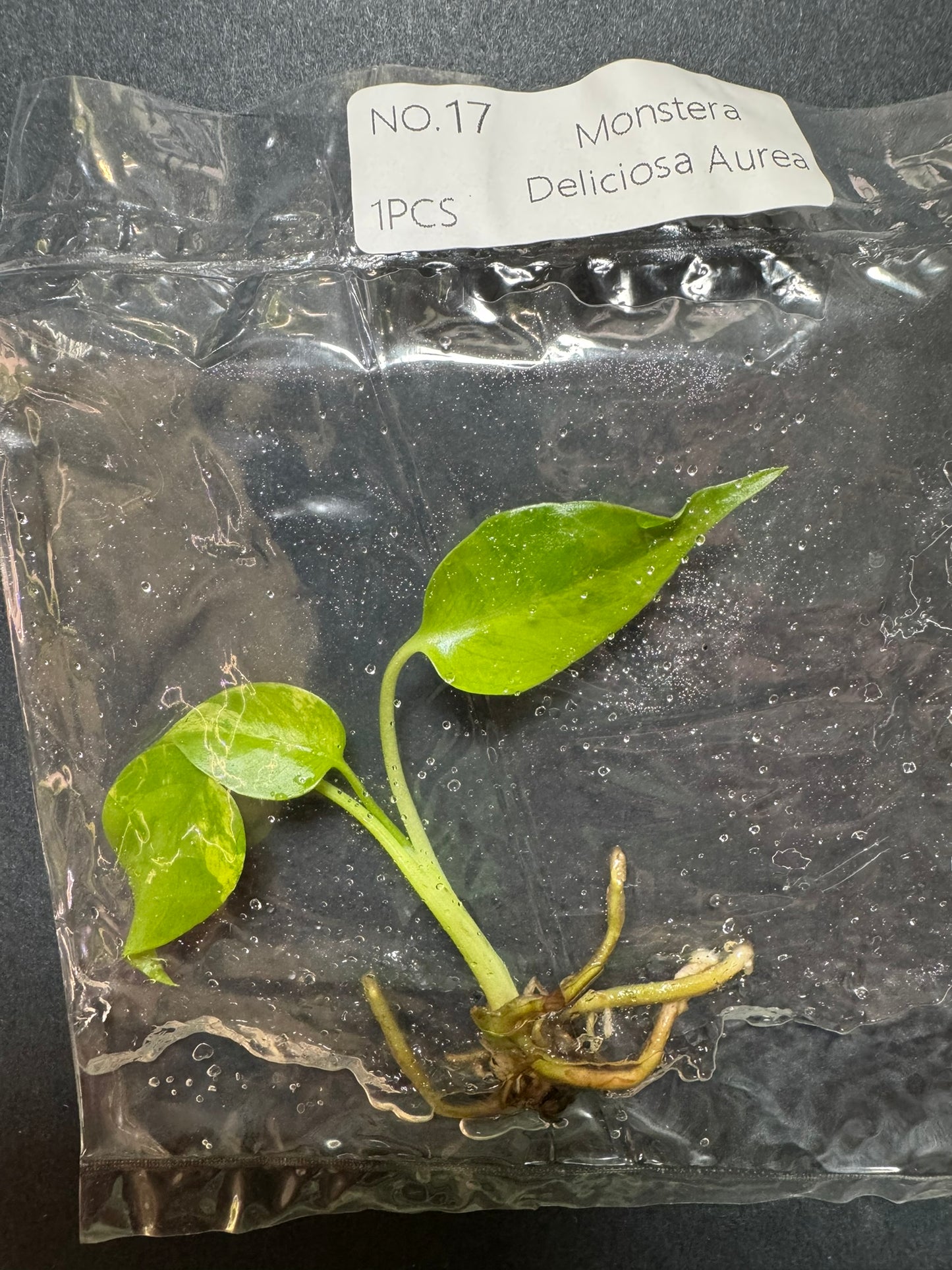 Monstera Aurea (im Beutel) FoxerasPlants