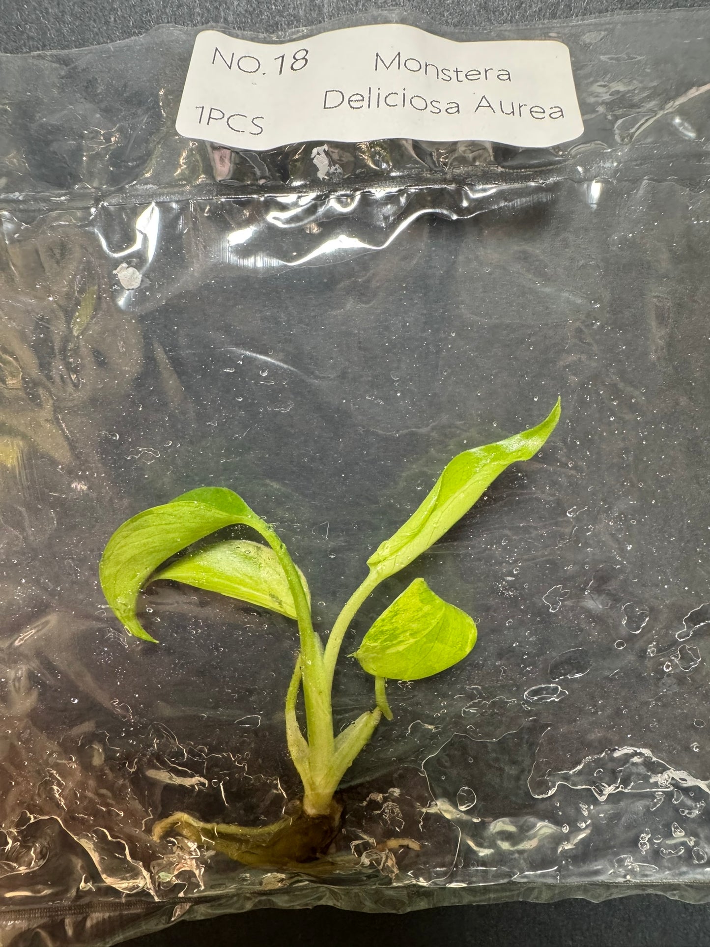Monstera Aurea (im Beutel) FoxerasPlants