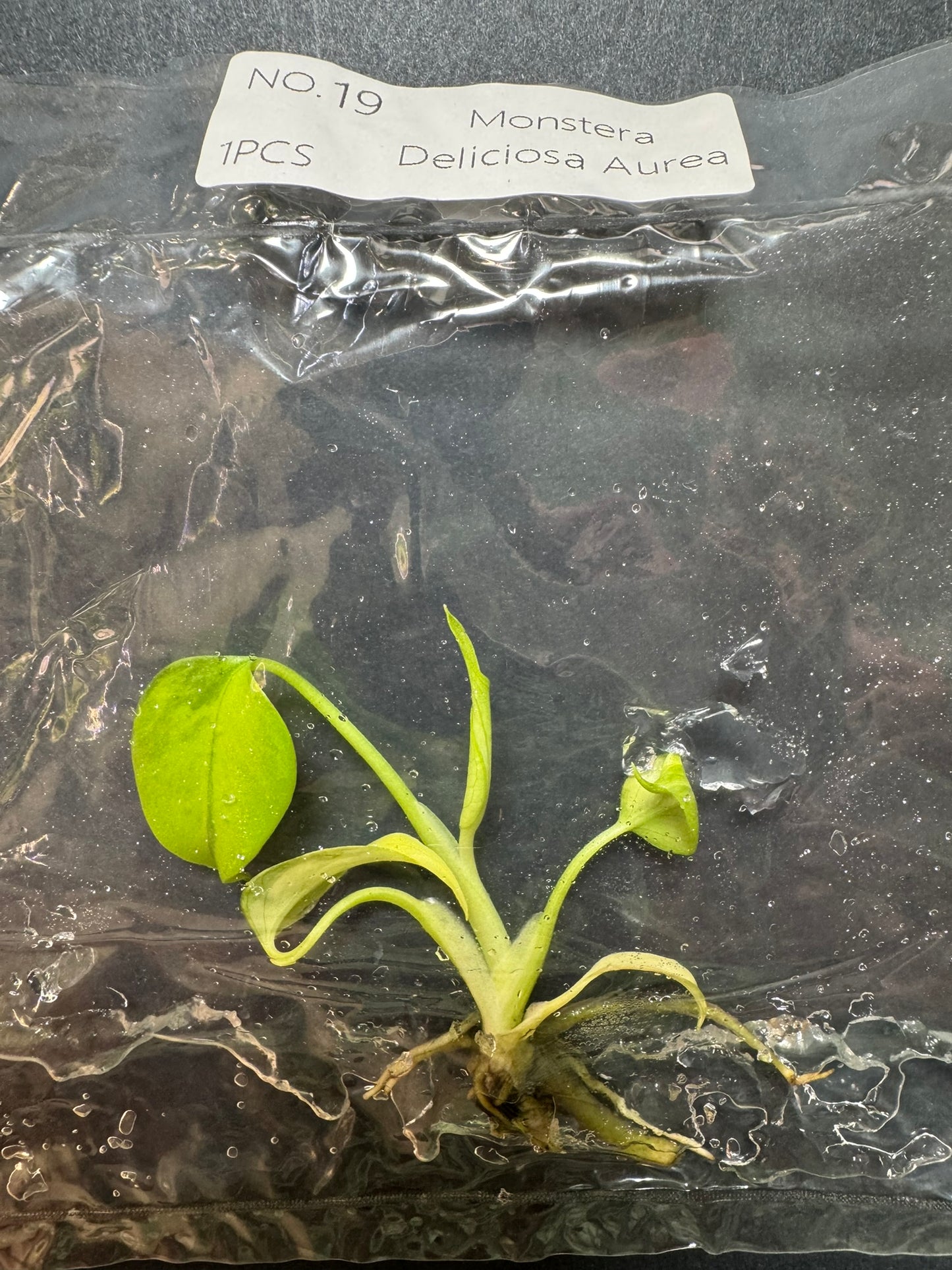 Monstera Aurea (im Beutel) FoxerasPlants