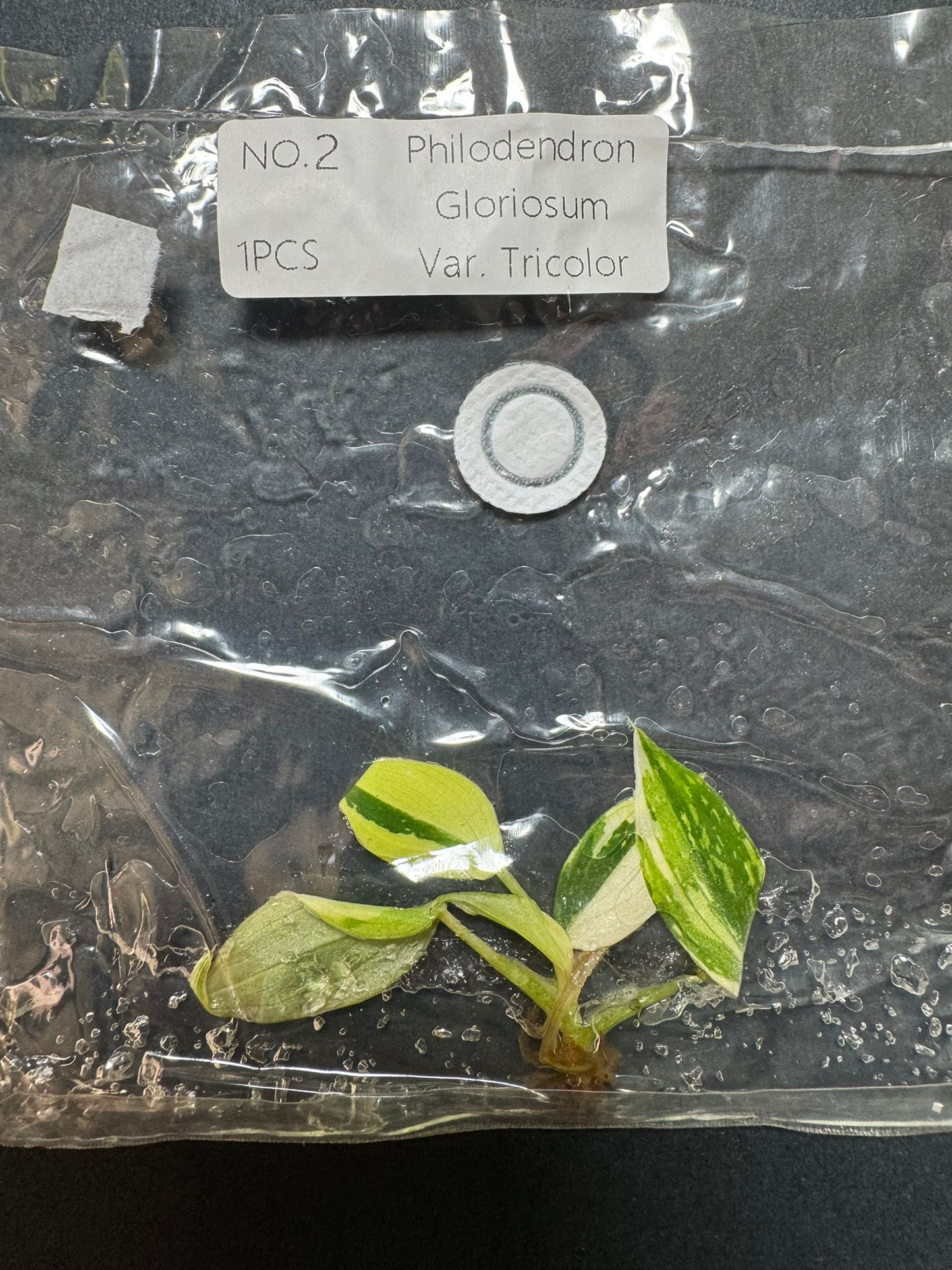 Philodendron Gloriosum Tricolor Variegata (im Beutel) FoxerasPlants