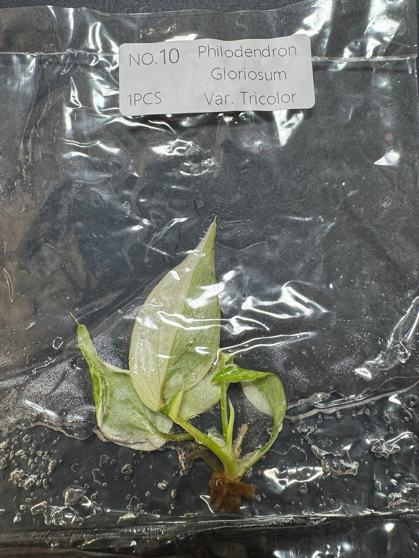 Philodendron Gloriosum Tricolor Variegata (im Beutel) FoxerasPlants
