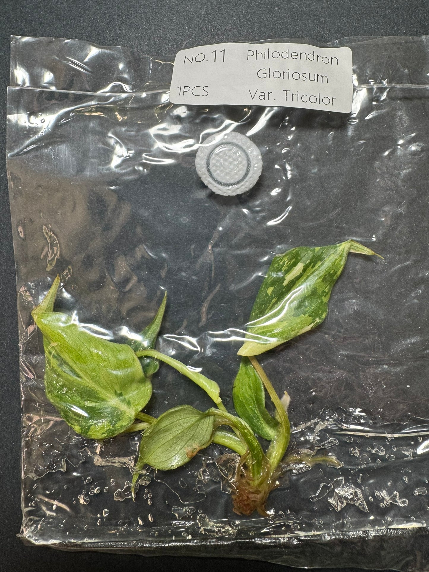 Philodendron Gloriosum Tricolor Variegata (im Beutel) FoxerasPlants