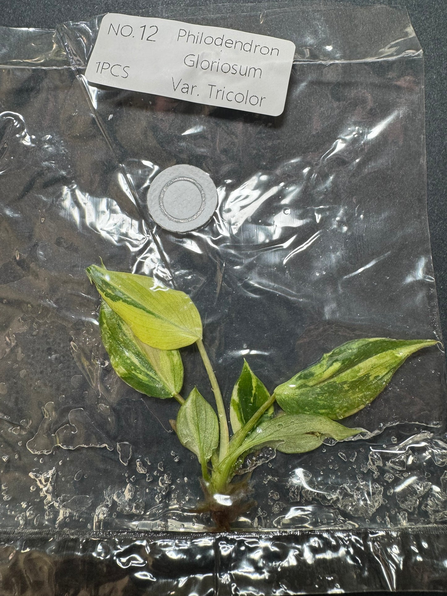 Philodendron Gloriosum Tricolor Variegata (im Beutel) FoxerasPlants