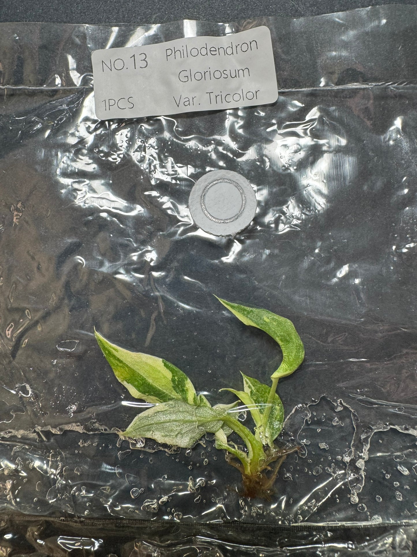 Philodendron Gloriosum Tricolor Variegata (im Beutel) FoxerasPlants