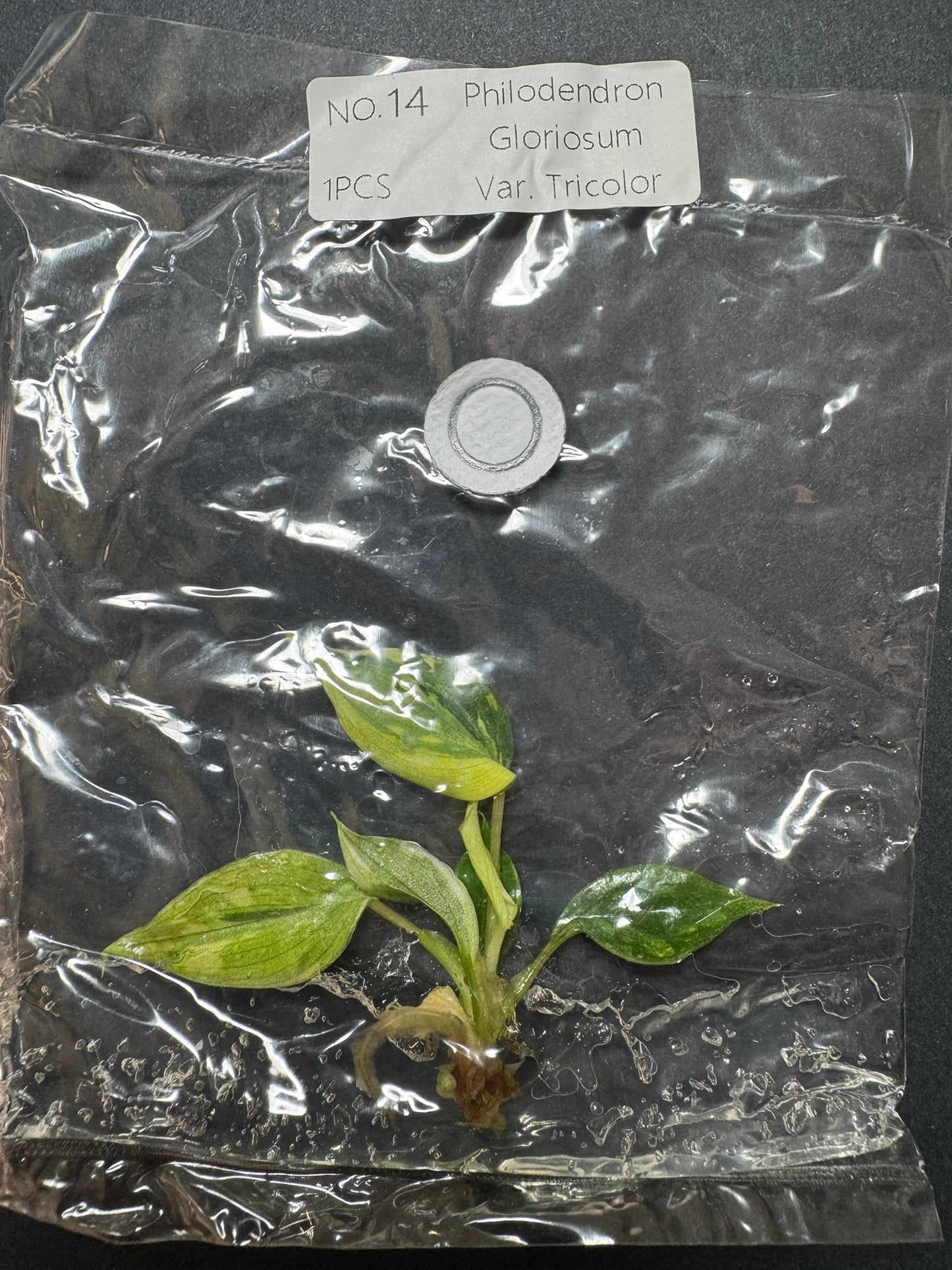 Philodendron Gloriosum Tricolor Variegata (im Beutel) FoxerasPlants