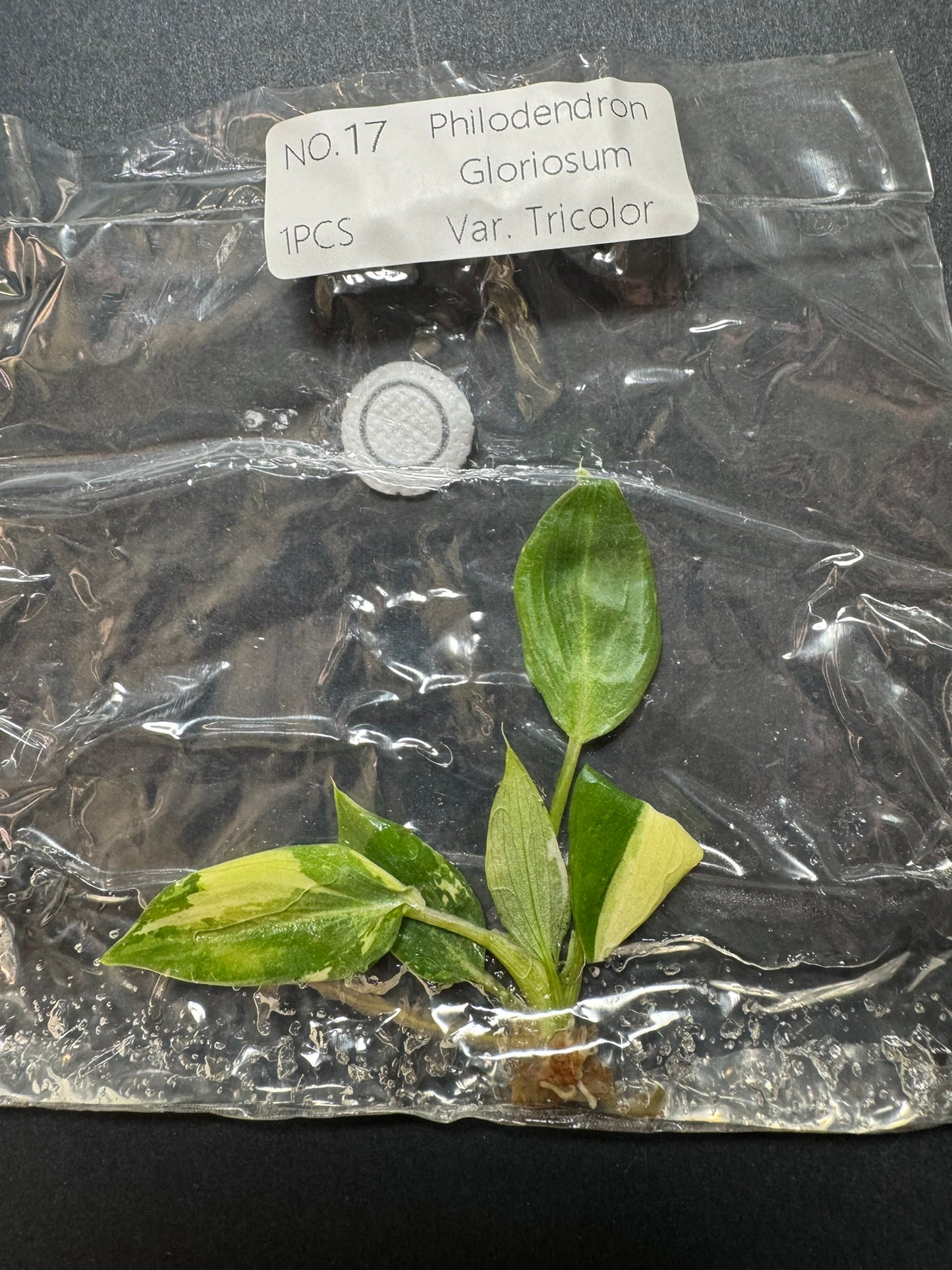 Philodendron Gloriosum Tricolor Variegata (im Beutel) FoxerasPlants