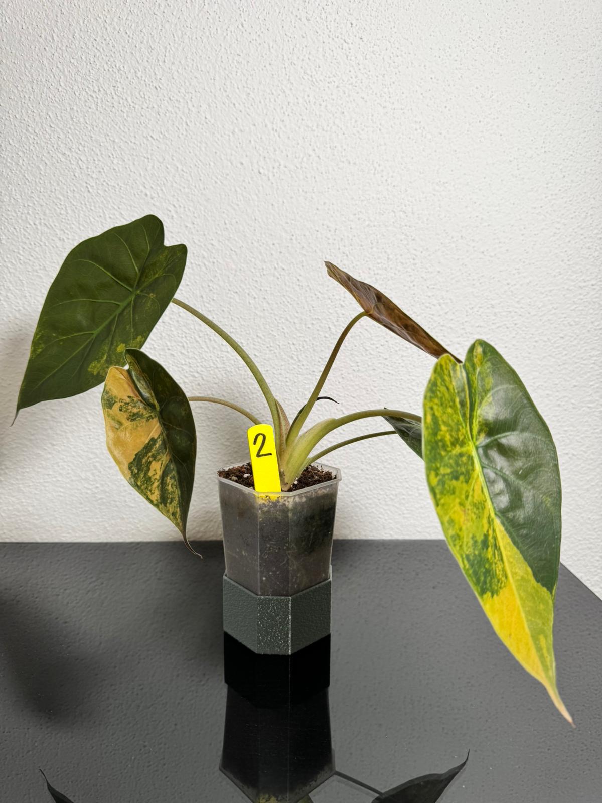 Alocasia Wentii Aurea