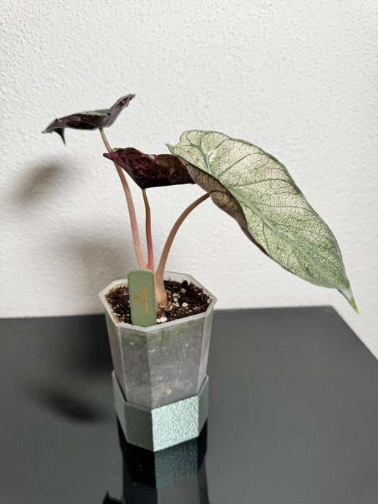 Alocasia Pink Dragon Mint