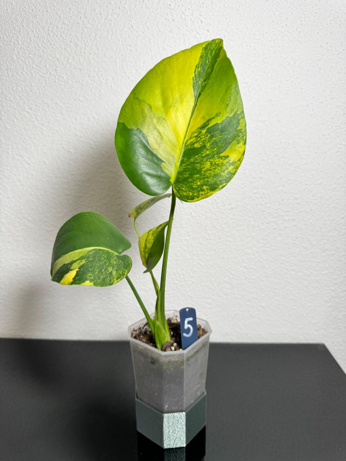 Monstera Deliciosa Borsigiana Aurea FoxerasPlants