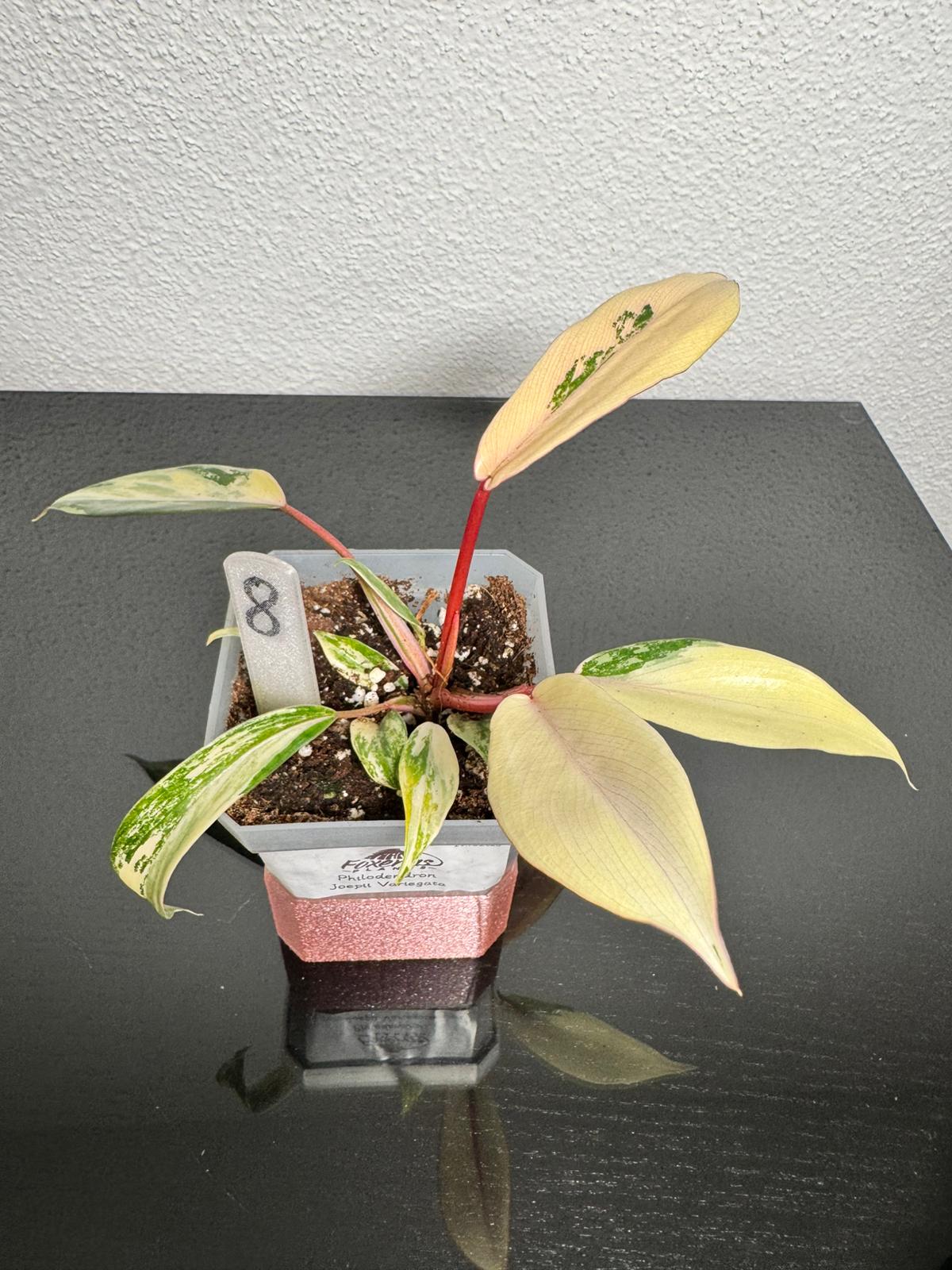 Philodendron Joepii High Variegata FoxerasPlants
