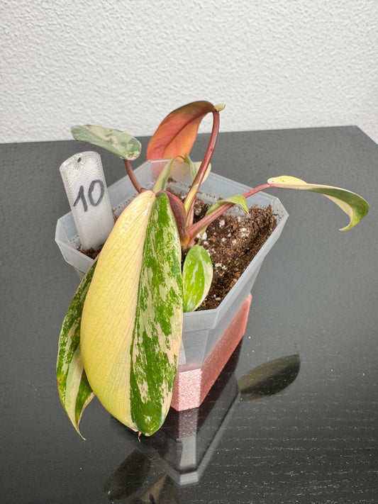 Philodendron Joepii High Variegata