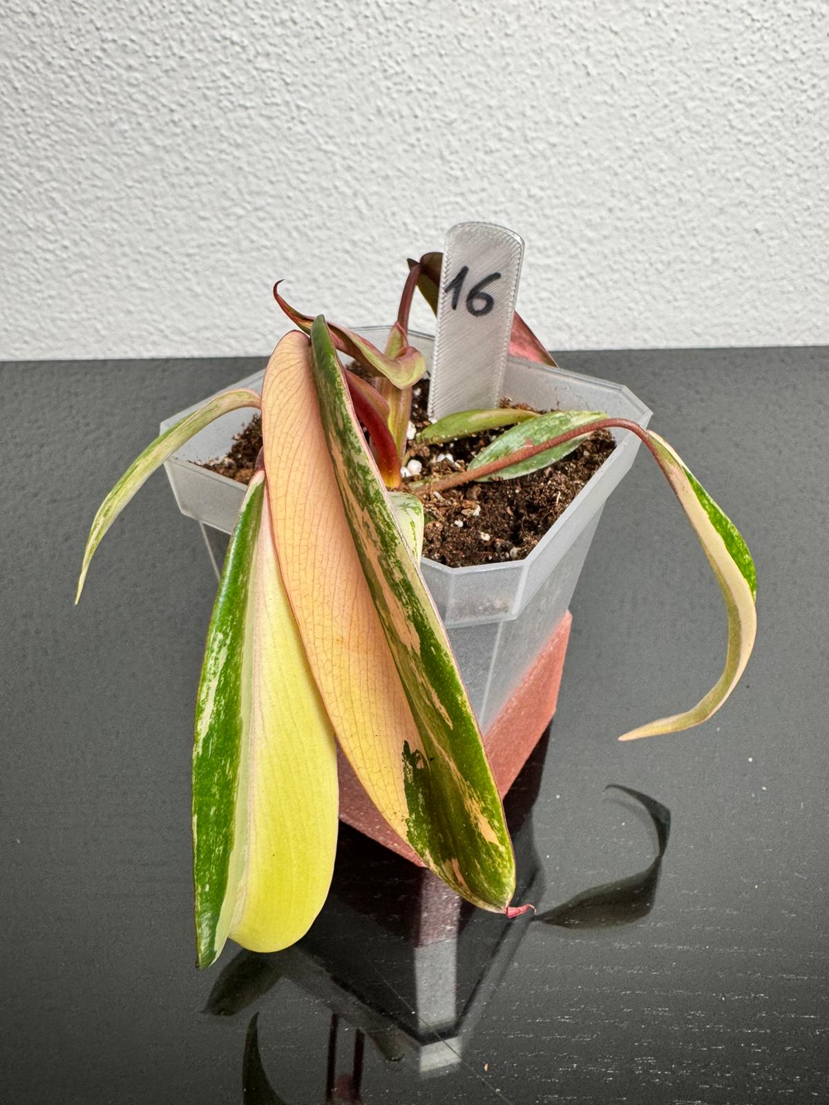 Philodendron Joepii High Variegata FoxerasPlants