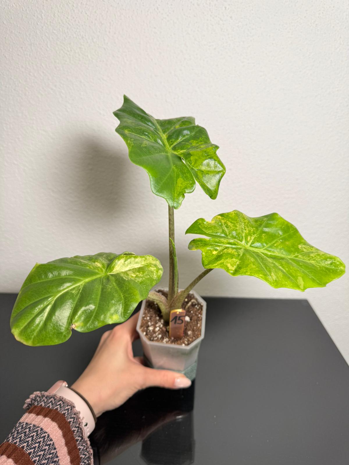Alocasia Portodora Aurea