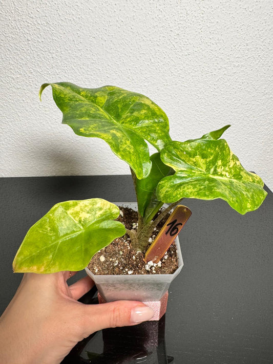 Alocasia Portodora Aurea