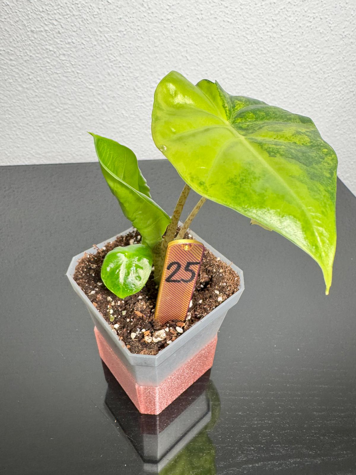 Alocasia Portodora Aurea