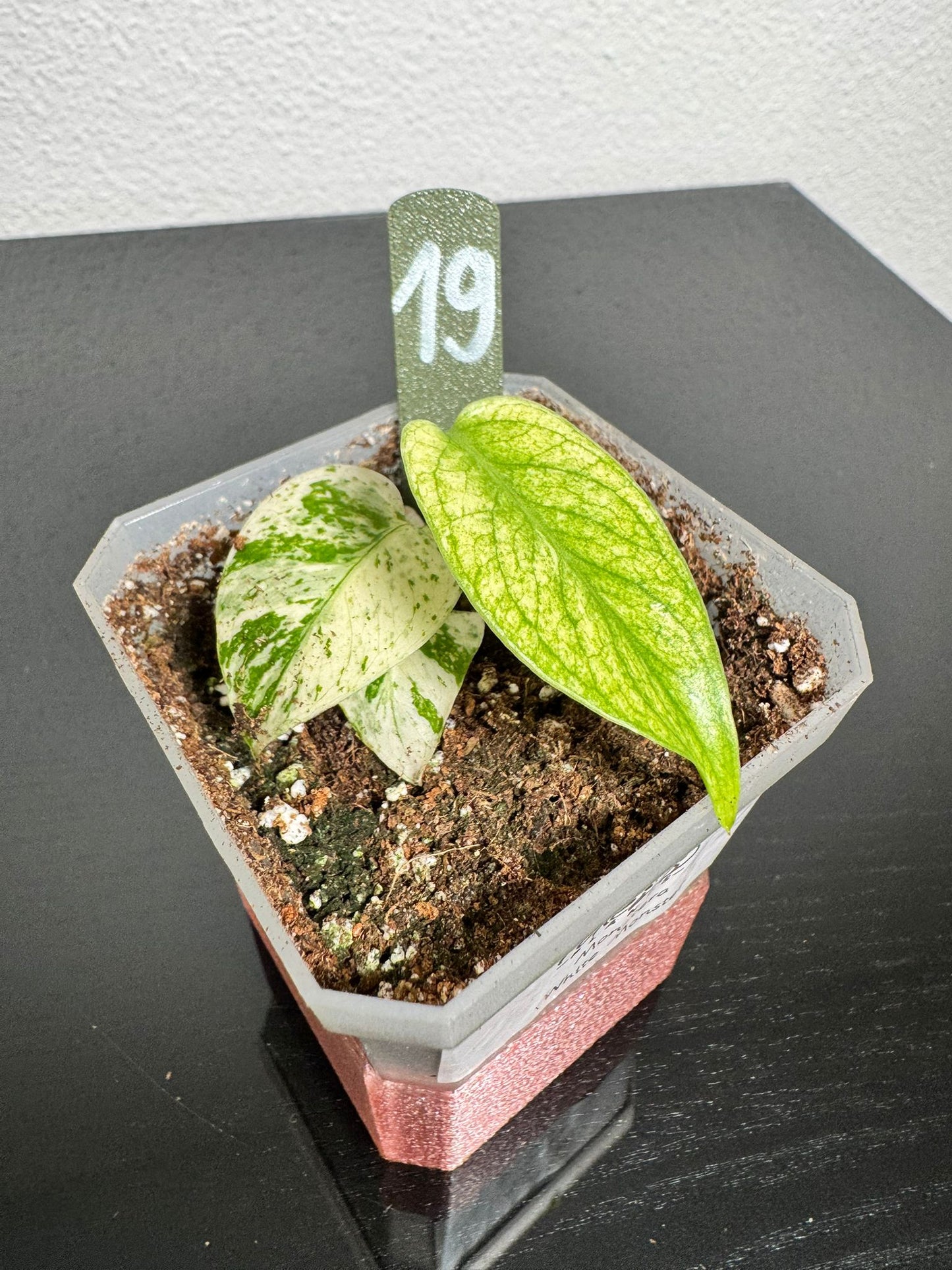 Monstera White Monster