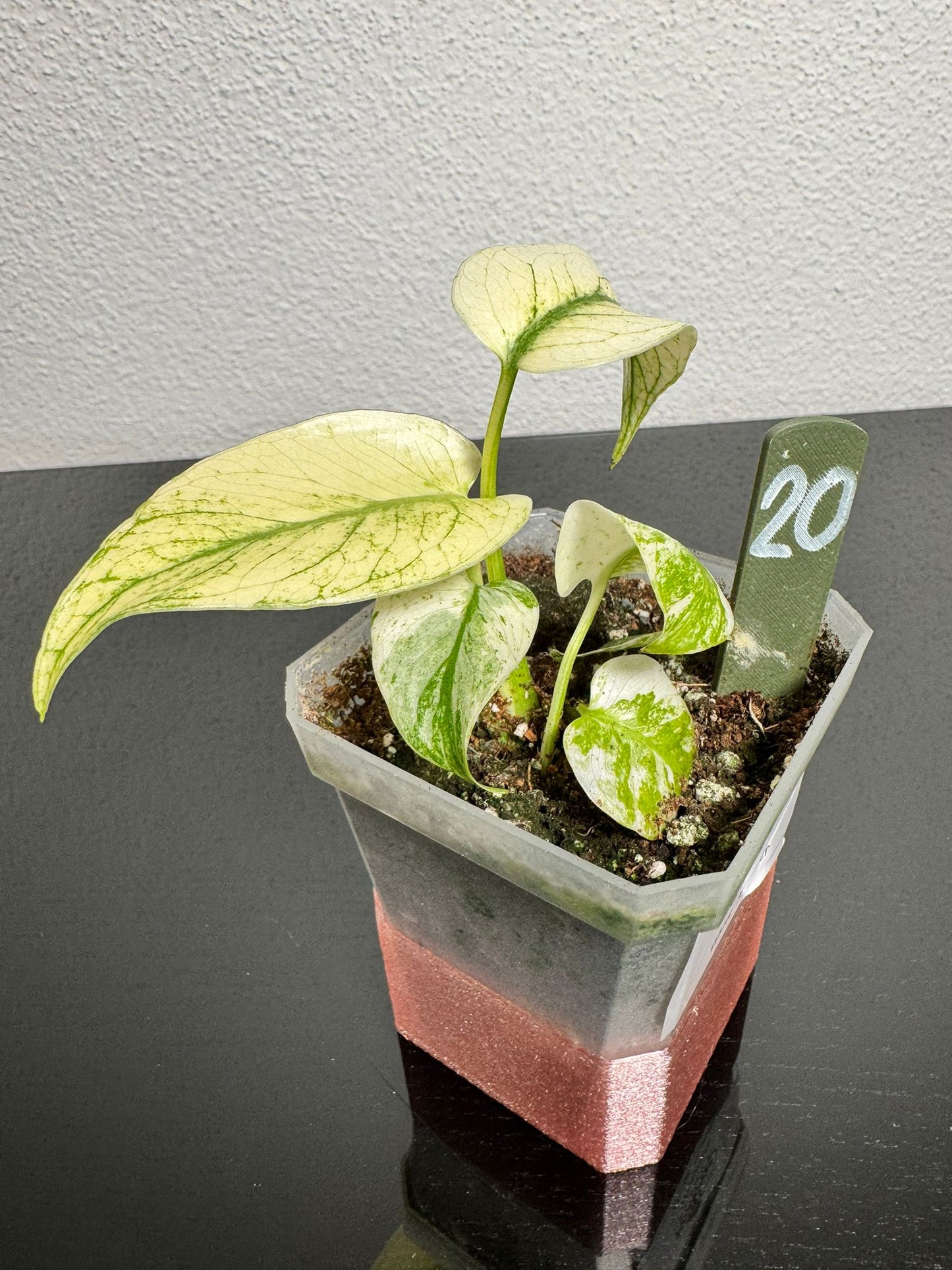 Monstera White Monster