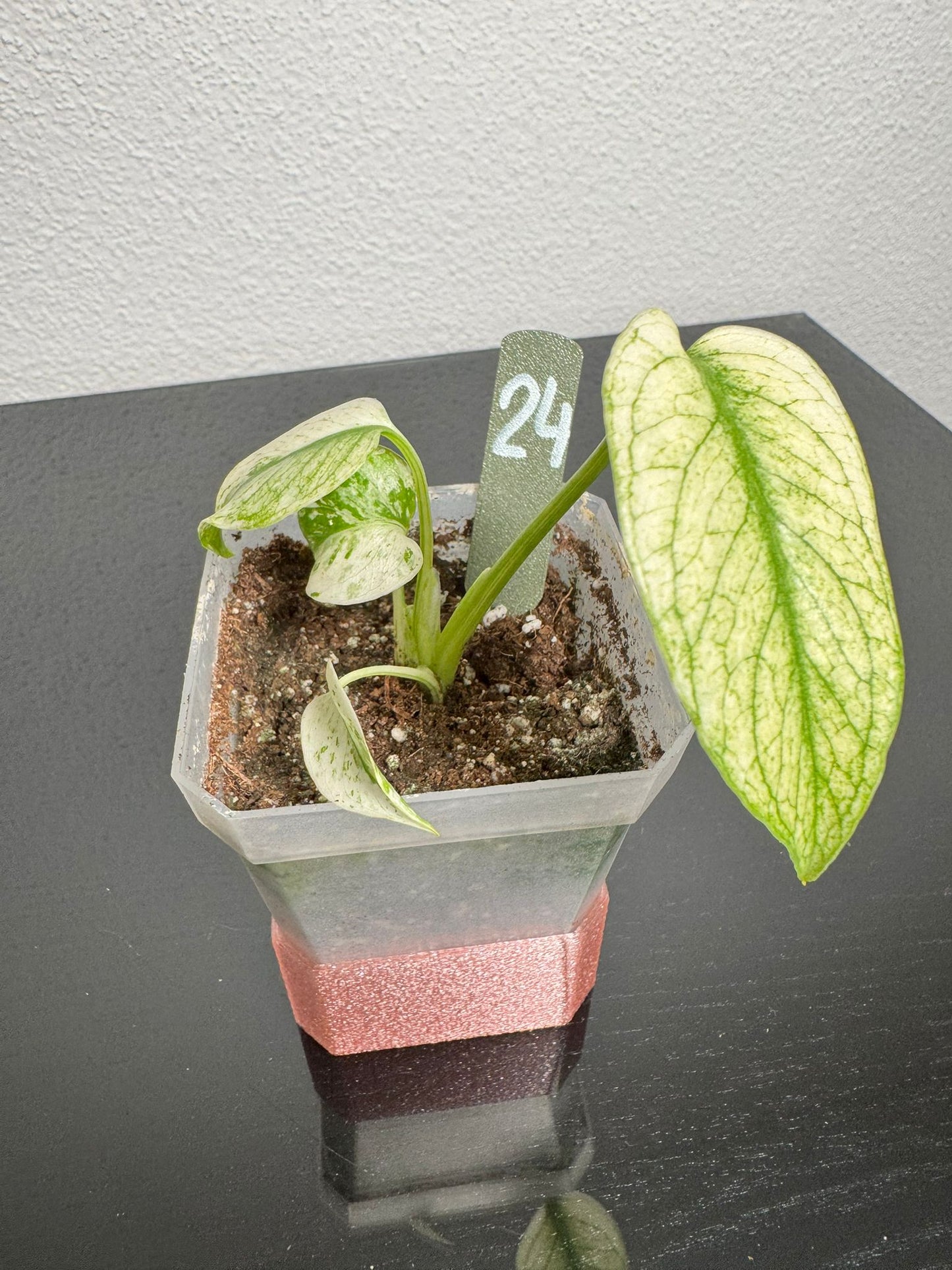 Monstera White Monster