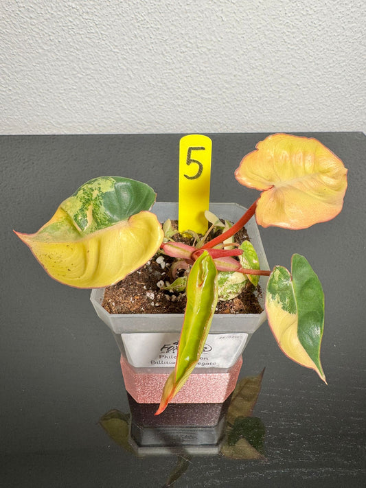 Philodendron Billitiae Variegata
