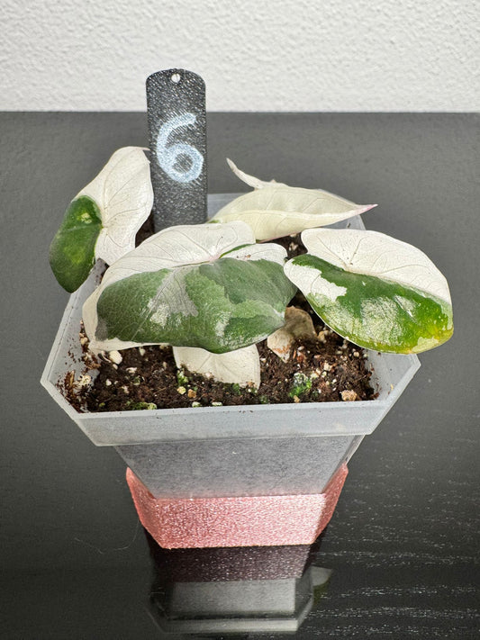 Alocasia Yucatan Princess