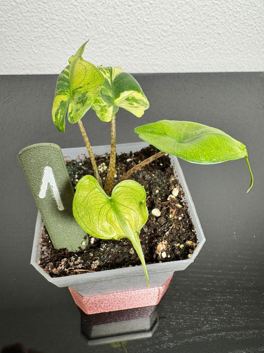 Alocasia Stingray Aurea