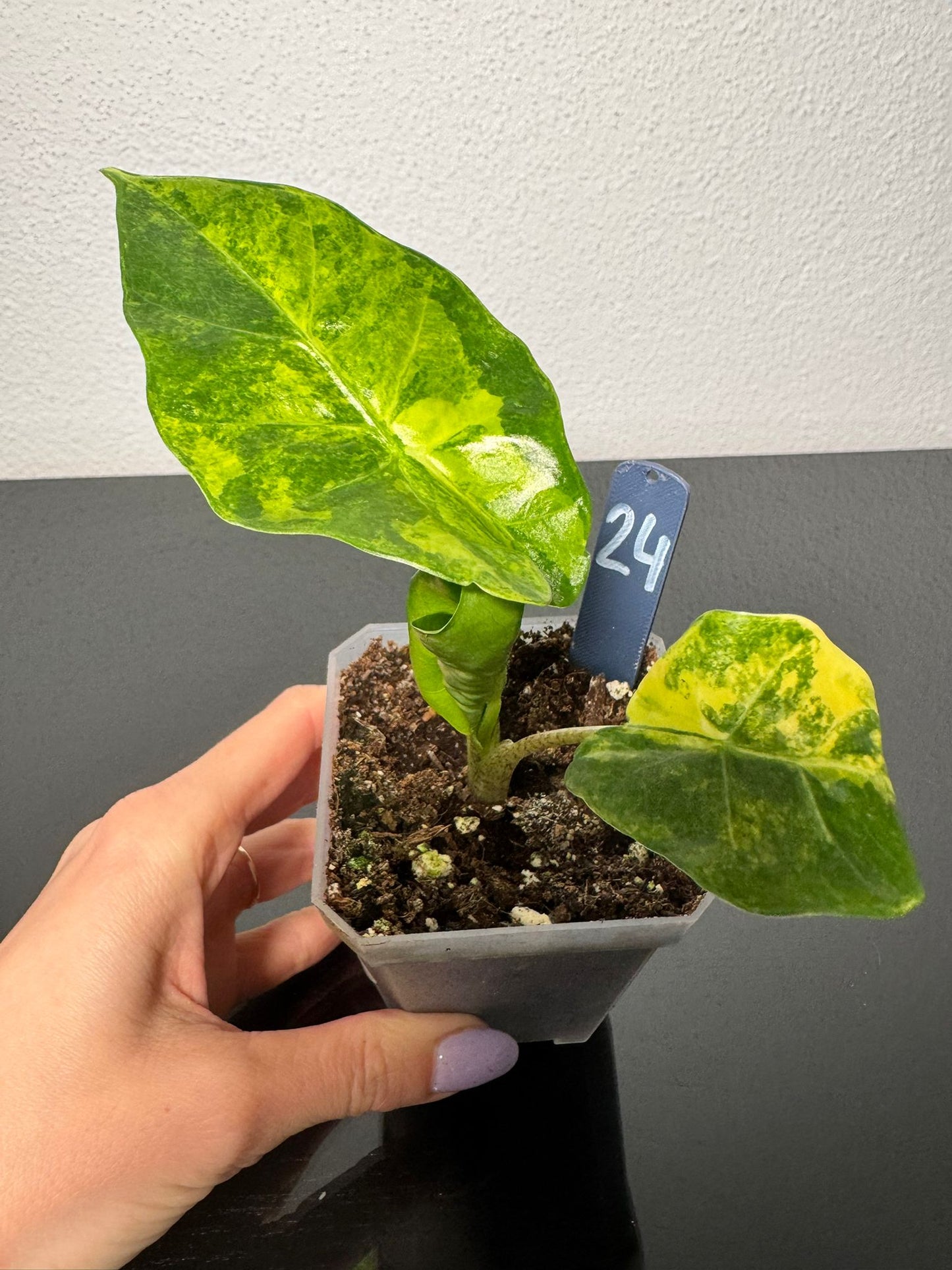 Alocasia Portodora Aurea