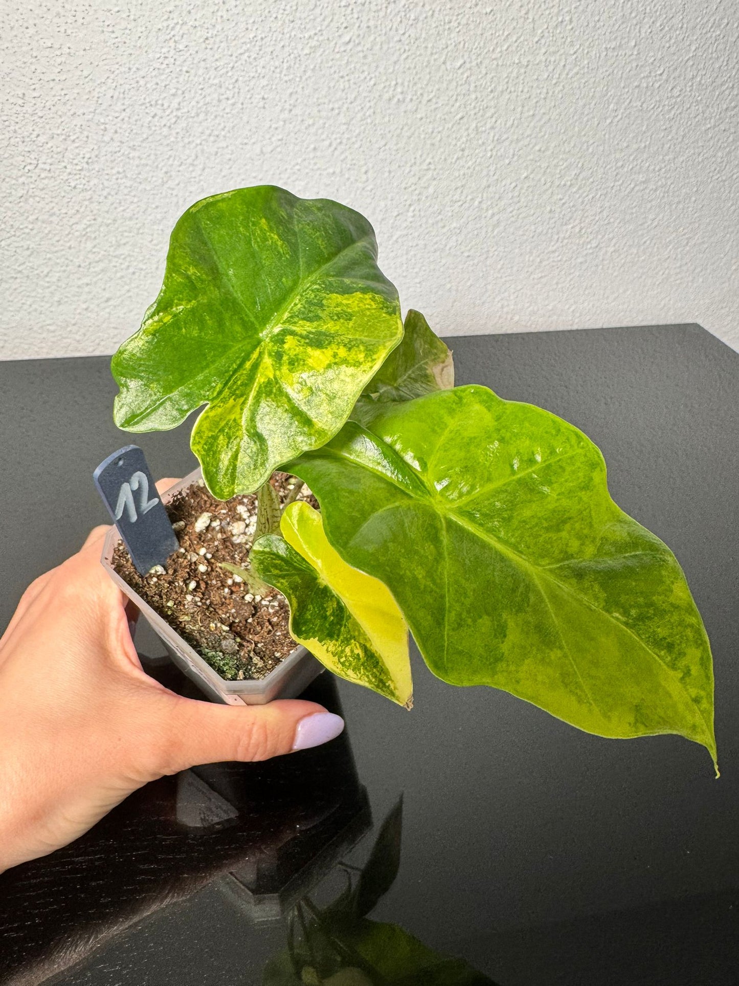 Alocasia Portodora Aurea