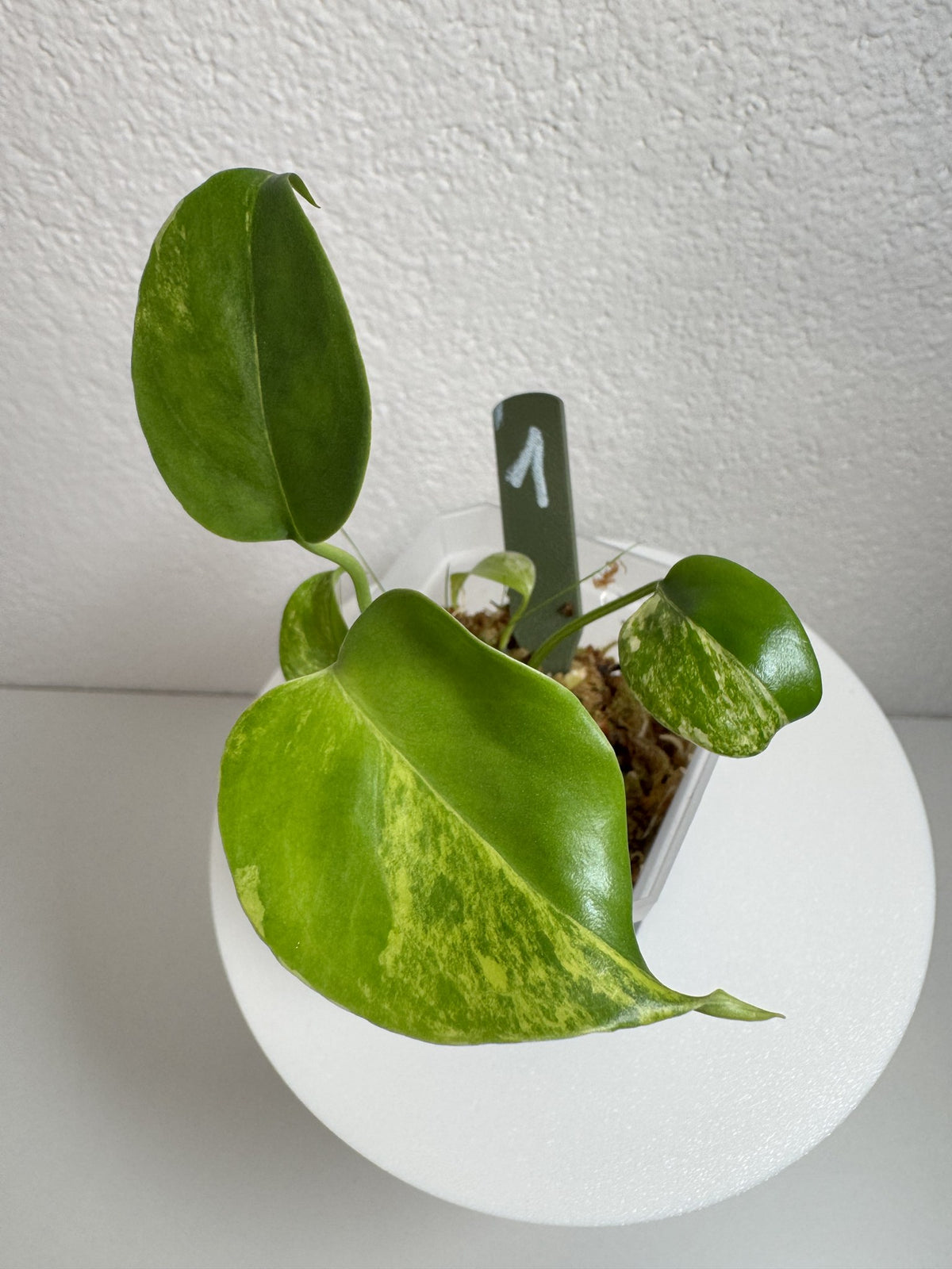 Monstera Deliciosa Aurea (Large Form) Nr. 1 FoxerasPlants