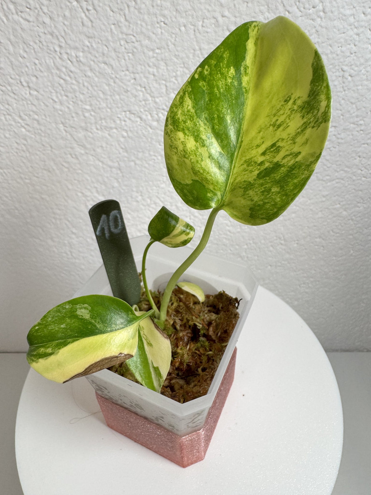Monstera Deliciosa Aurea (Large Form) Nr. 10 FoxerasPlants