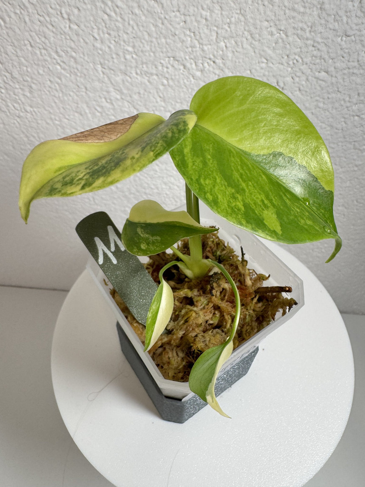 Monstera Deliciosa Aurea (Large Form) Nr. 11 FoxerasPlants