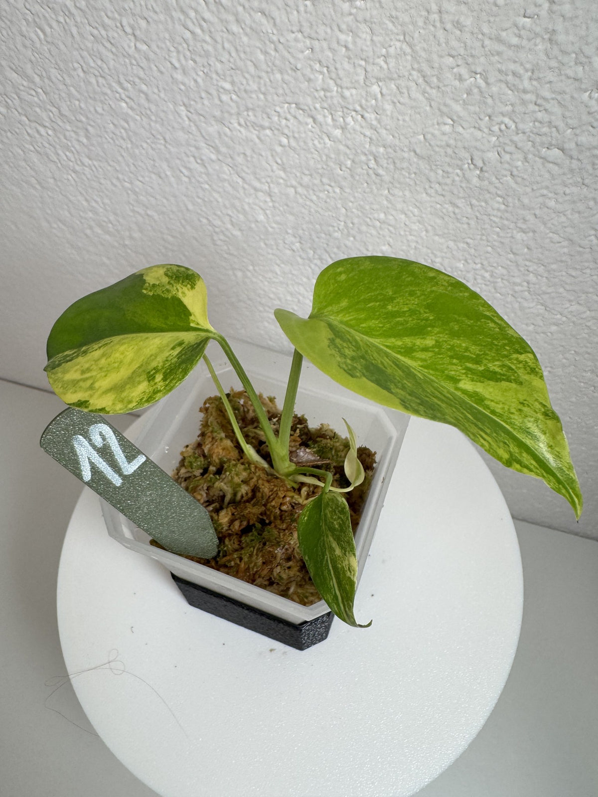 Monstera Deliciosa Aurea (Large Form) Nr. 12 FoxerasPlants