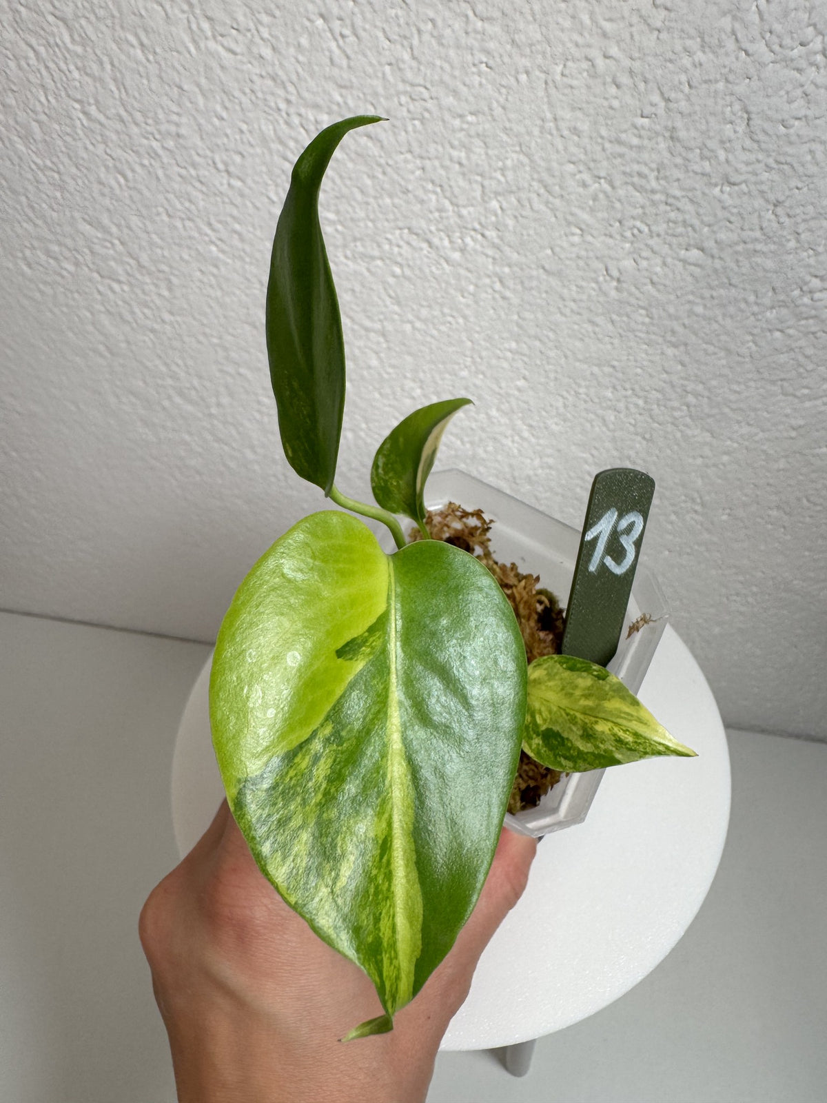Monstera Deliciosa Aurea (Large Form) Nr. 13 FoxerasPlants