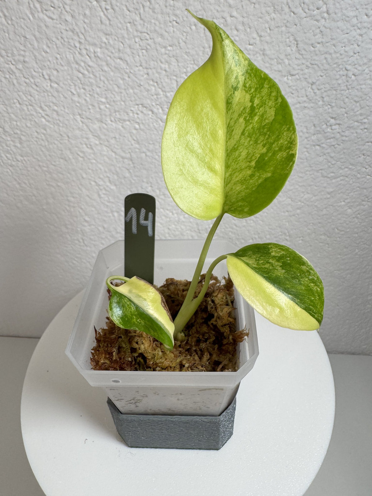 Monstera Deliciosa Aurea (Large Form) Nr. 14 FoxerasPlants